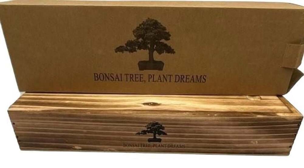 Bonsai Tree, Plant Dreams Wooden Box Kit with Seeds and Tools